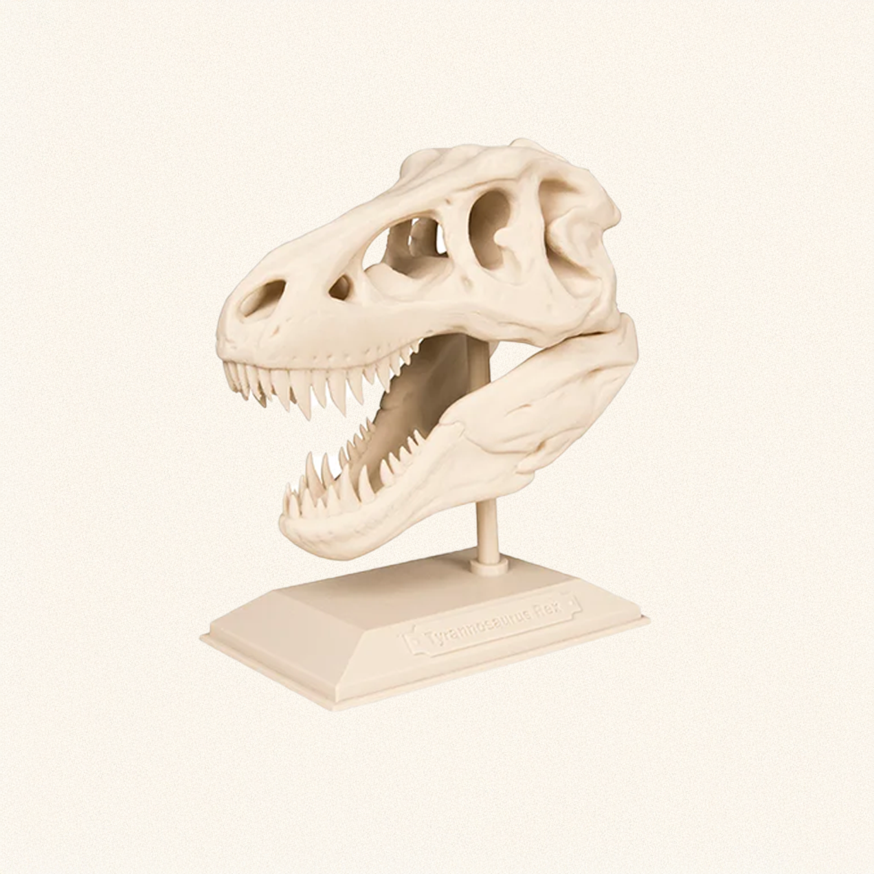 T-Rex Skull Replica – Dinosaur Fossil Model